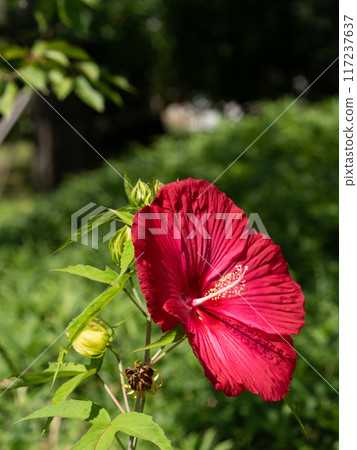 Fuyo Bussouge 鮮紅色的花朵 117237637