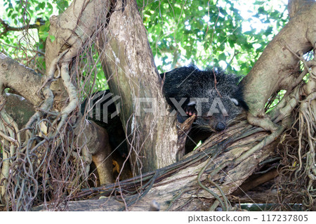 Binturong sleeps nicely in a tree Binturong sleeps nicely in a tree 117237805