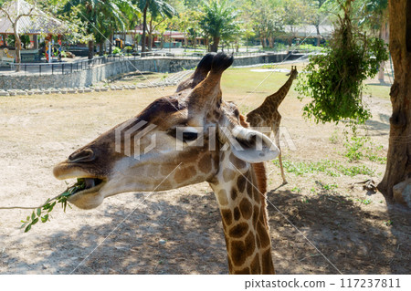 Giraffe enjoys a leafy snack in an nature preserve. Iconic, spotted creature reaching high to consume foliage in its protected environment Giraffe enjoys a leafy snack in an nature preserve. Iconic, spotted creature reaching high to consume foliage in its protected environment 117237811