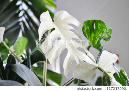 Monstera Albo or Monstera, Herricane plant or Swiss cheese or bicolor Monstera or white leaf 117237990