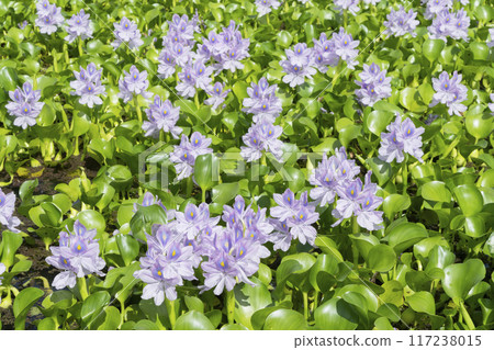 Water hyacinth flowers Water hyacinth flowers 117238015