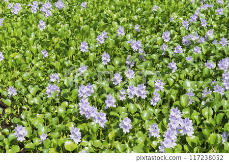 Water hyacinth flowers Water hyacinth flowers 117238052