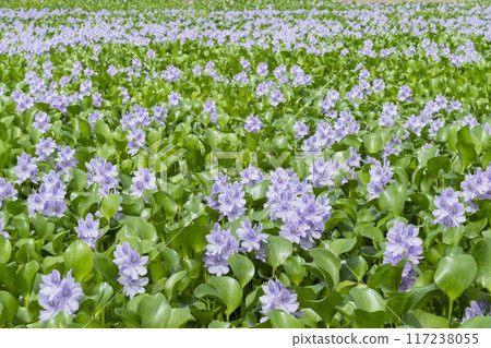 Water hyacinth flowers 117238055