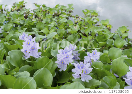Water hyacinth flowers Water hyacinth flowers 117238065