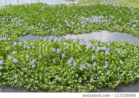 Water hyacinth flowers 117238069