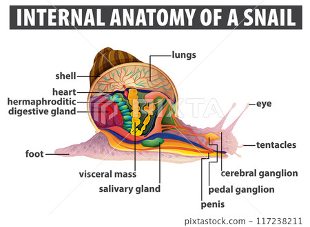 Internal Anatomy of a Snail Internal Anatomy of a Snail 117238211