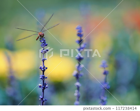 A dragonfly sucking nectar from a blue salvia A dragonfly sucking nectar from a blue salvia 117238414