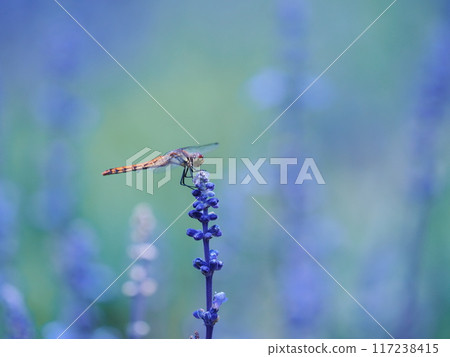 A dragonfly sucking nectar from a blue salvia 117238415