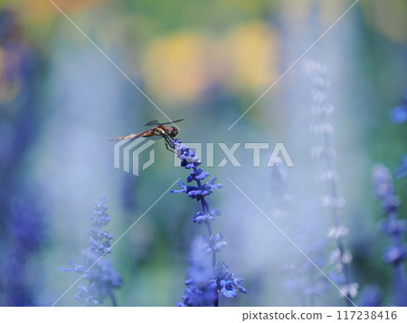 A dragonfly sucking nectar from a blue salvia 117238416