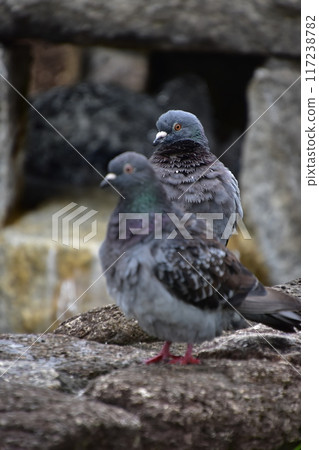 There is a pigeon There is a pigeon 117238782