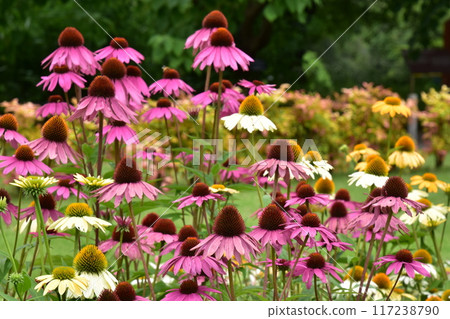 Flowerbed with colorful flowers Flowerbed with colorful flowers 117238790