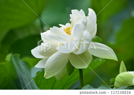 白蓮花 白蓮花 117238816