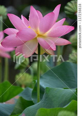 風景與蓮花 風景與蓮花 117238818