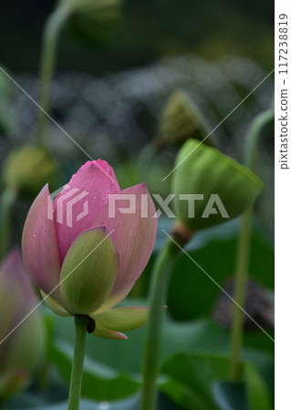 lotus buds and buds 117238819