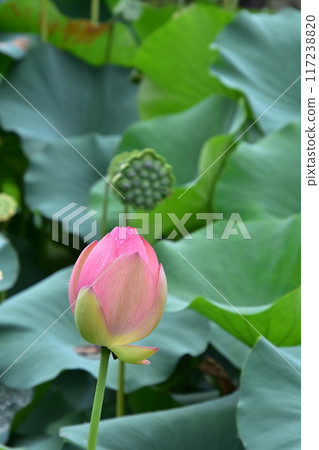 蓮花和芽 蓮花和芽 117238820