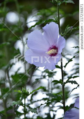mukuga白花 117238871
