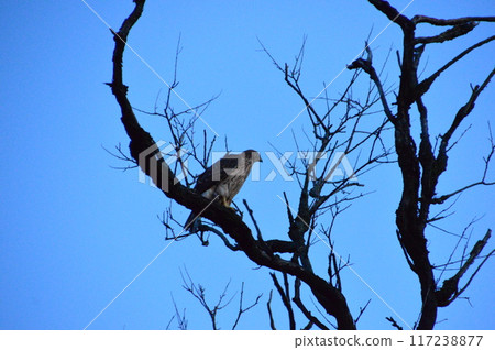 Birds of prey perched on tree 117238877