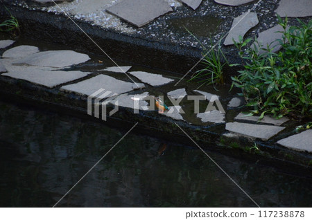 Kingfisher resting on the riverbank 117238878