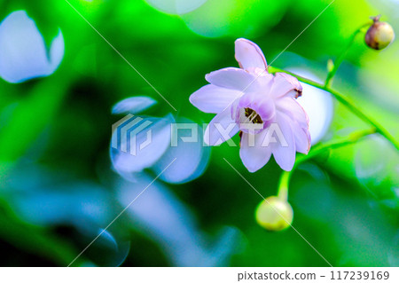 在綠色中綻放 117239169
