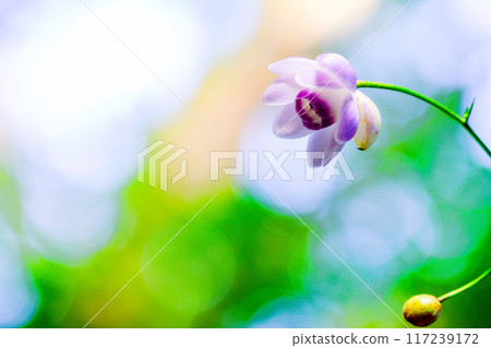 美麗的花朵 1 117239172