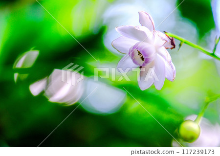 通過sunbeamstorms開花 117239173