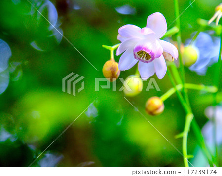 漂亮的花 117239174