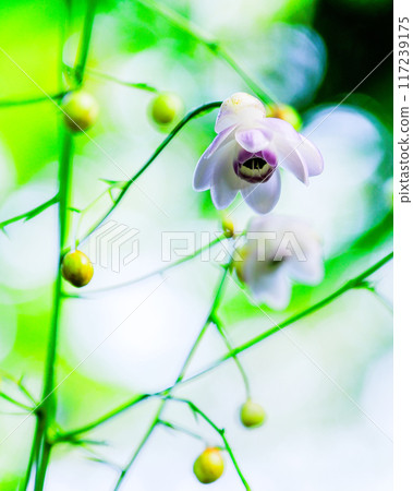 美麗的花朵（垂直） 117239175