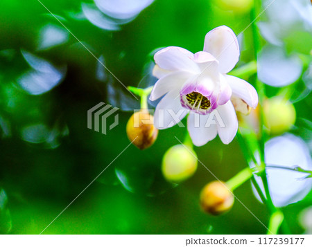 盛開在森林裡 117239177