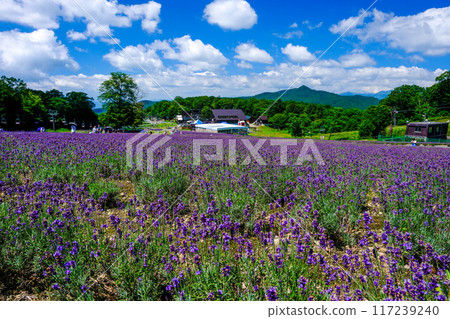 紫色草原和天羽山 117239240