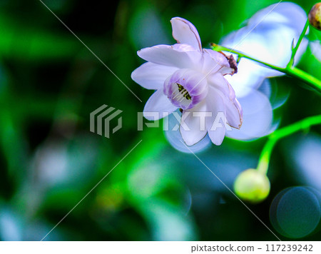 Renge Shuma在森林裡 Renge Shuma在森林裡 117239242