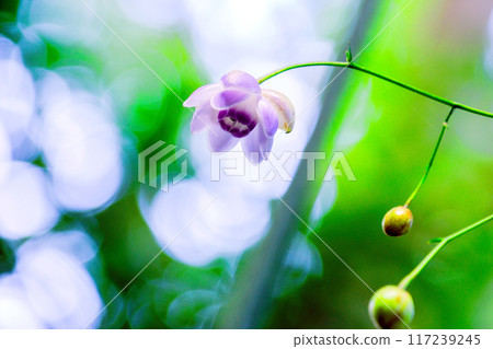 可愛的黃耆 117239245