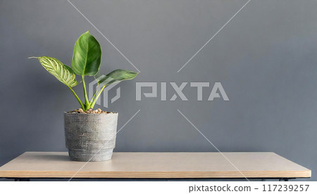 Potted plants, gray wall, background material 117239257