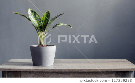 Potted plants, gray wall, background material 117239258