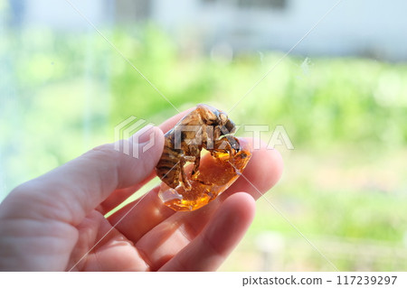Cicada shell resin Cicada shell resin 117239297