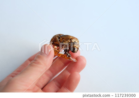 Cicada shell resin Cicada shell resin 117239300