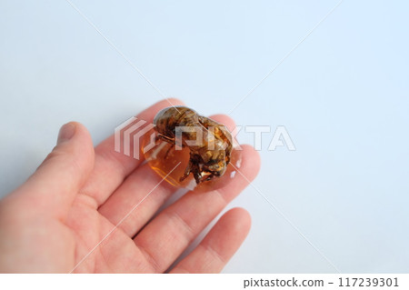 Cicada shell resin Cicada shell resin 117239301
