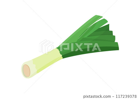 Vector illustration of leek 117239378