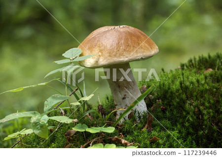 Wild penny bun mushroom growing in green forest during daylight with blurred background Wild penny bun mushroom growing in green forest during daylight with blurred background 117239446