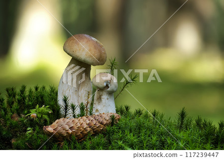 Close-up of wild penny bun mushrooms growing among mossy forest floor 117239447