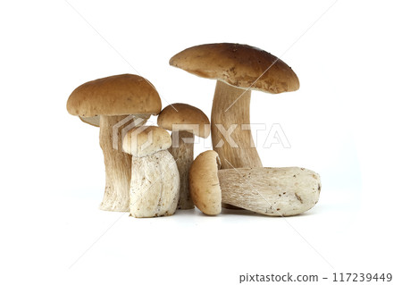 Fresh boletus mushrooms isolated on white background for culinary use Fresh boletus mushrooms isolated on white background for culinary use 117239449