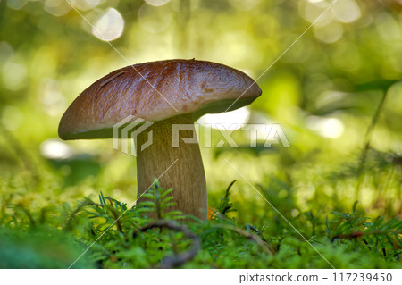 Wild cep mushroom growing in a green forest during daylight with beautiful bokeh background Wild cep mushroom growing in a green forest during daylight with beautiful bokeh background 117239450