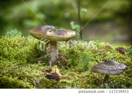 Wild cep mushroom growing in a green forest during daylight with blurred background 117239451