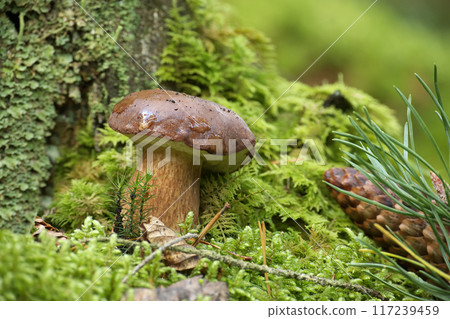 Pinewood king bolete mushroom growing in moss Pinewood king bolete mushroom growing in moss 117239459