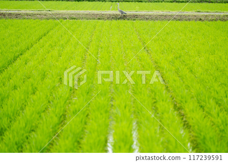 A walk along a country road under clear skies. A heron stands in the middle of a rice field. A walk along a country road under clear skies. A heron stands in the middle of a rice field. 117239591