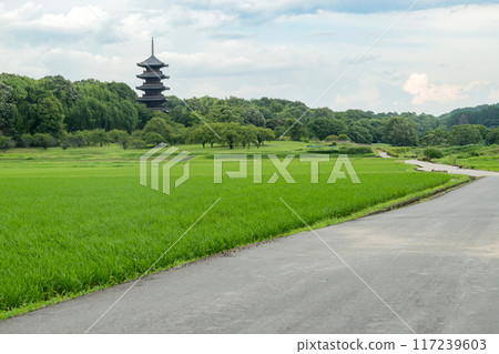 A walk along a country road under clear skies. A heron stands in the middle of a rice field. A walk along a country road under clear skies. A heron stands in the middle of a rice field. 117239603