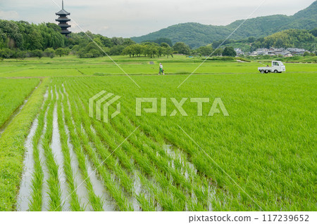 A walk along a country road under clear skies. A heron stands in the middle of a rice field. A walk along a country road under clear skies. A heron stands in the middle of a rice field. 117239652