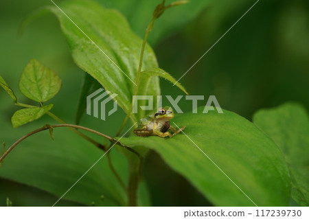 A tree frog parasitized by the larvae of the giant brown beetle, Okibelia berghei. A tree frog parasitized by the larvae of the giant brown beetle, Okibelia berghei. 117239730