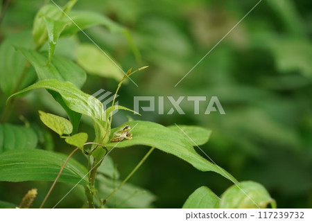 被潰瘍甲蟲幼蟲寄生的樹蛙 被潰瘍甲蟲幼蟲寄生的樹蛙 117239732