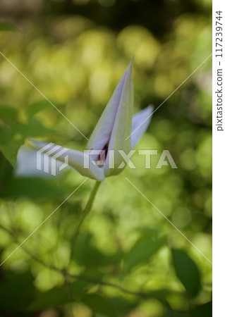 白色鐵線蓮花蕾之間的雄蕊。花語是「精神之美」、「旅人的喜悅」、「甜蜜的束縛」。 117239744