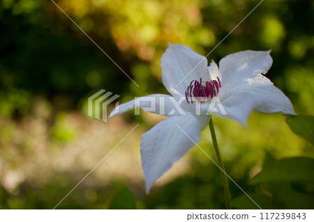 The six-petaled Clematis casaguruma flower has the following flower language: "beauty of the spirit," "traveler's joy," and "sweet bondage." 117239843